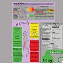 Load image into Gallery viewer, Comprehensive Polyvagal Chart - 30" X 40" Wall Chart