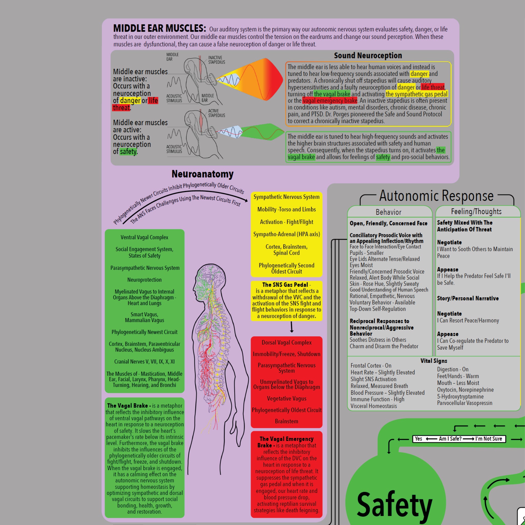 Comprehensive Polyvagal Chart 30 X 40 Wall Chart Michael Westgate